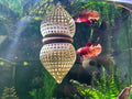 BettaPod Floating Aquarium Cave Log – Betta & Shrimp Hide | Natural Aquascape Decor (Fish Safe) - Blubber Cove