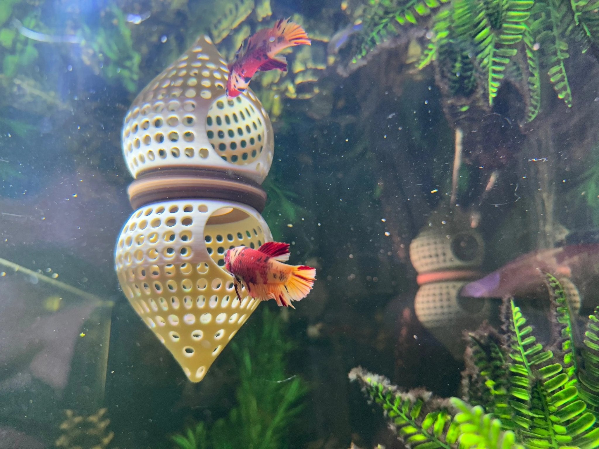 BettaPod Floating Aquarium Cave Log – Betta & Shrimp Hide | Natural Aquascape Decor (Fish Safe) - Blubber Cove