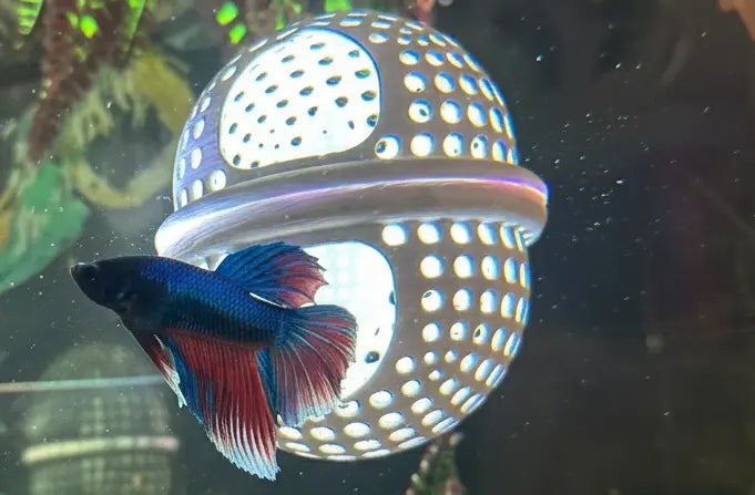 BettaPod Floating Betta Aquarium Hide Log with Feeder Insert - Blubber Cove