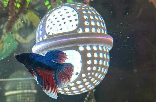 BettaPod Floating Betta Aquarium Hide Log with Feeder Insert - Blubber Cove