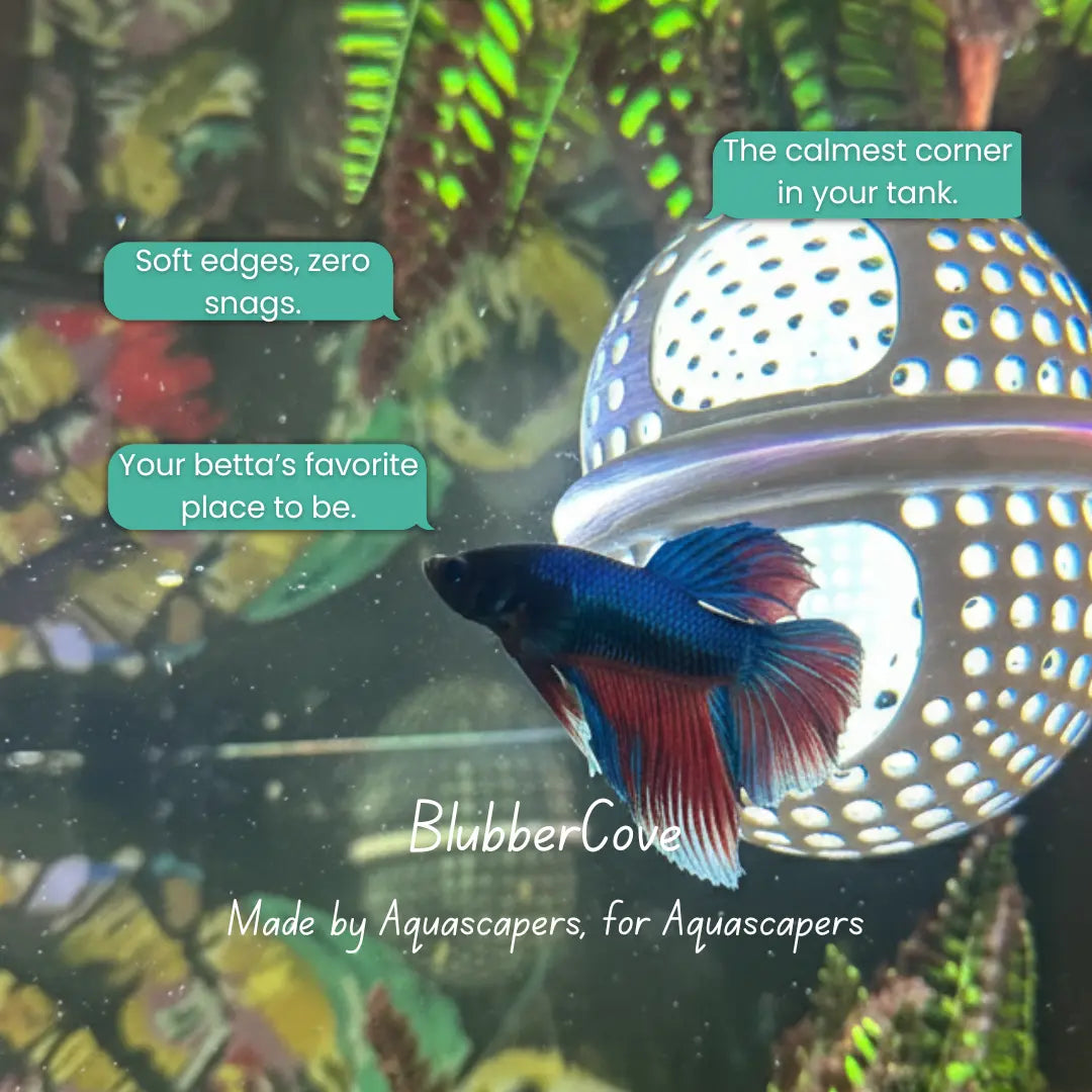 BettaPod Floating Betta Aquarium Hide Log with Feeder Insert - Blubber Cove