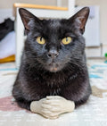 Cat Hands - A Funny Costume and Outfit Accessories Addition. Makes a Great Gift for any pet Enthusiast! - Blubber Cove