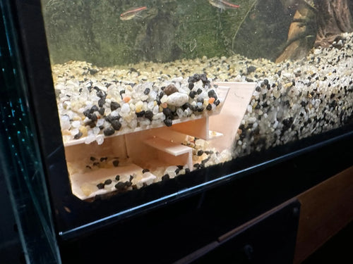 Corner Shrimp Underground Tunnel - A Safe Place in the Substrate - Blubber Cove