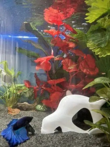 Cubone Skull for Reptile and Aquarium Tanks - Blubber Cove