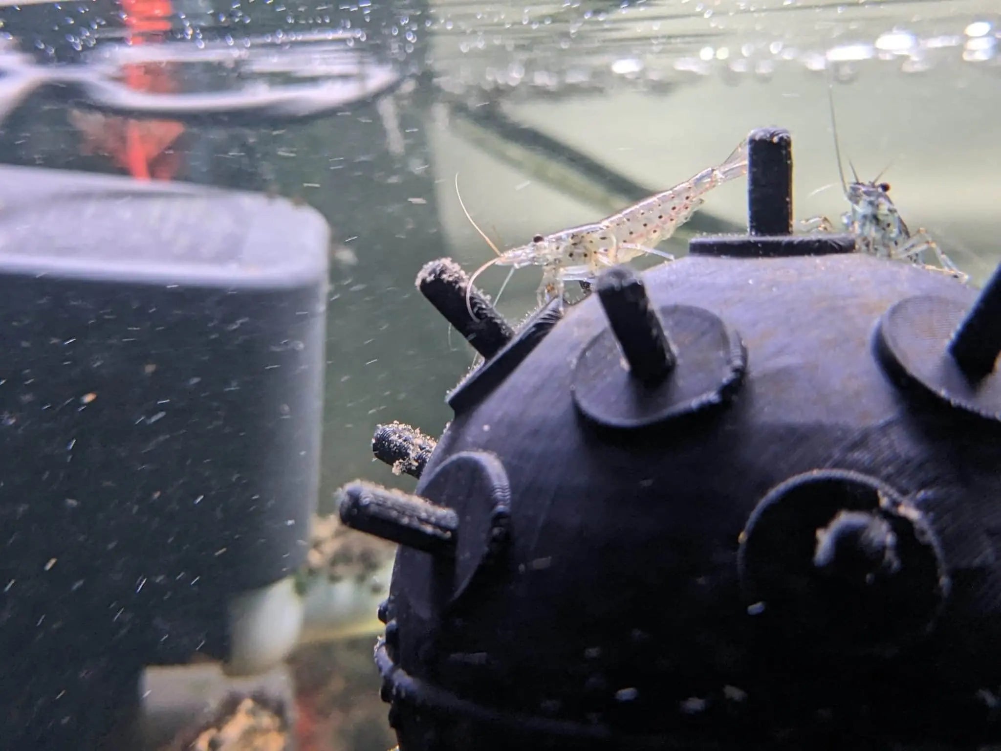 Floating Aquarium Mine / Ideal Accessory for any Fish Tank - Blubber Cove