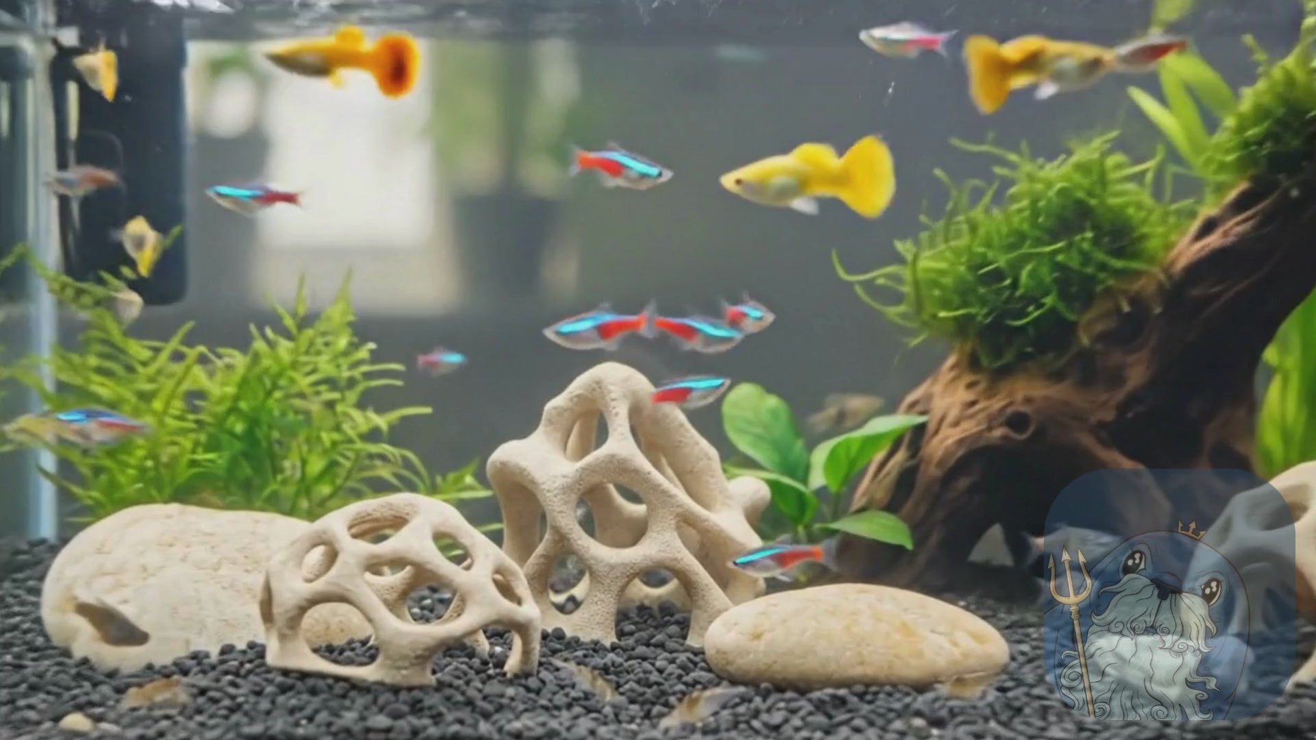 Blubber Cove Coral Shelter Set of 3 – Shrimp & Nano Fish Hide Bundle