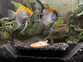 Substrate Aquarium Tunnel For Fish and Shrimp - Blubber Cove